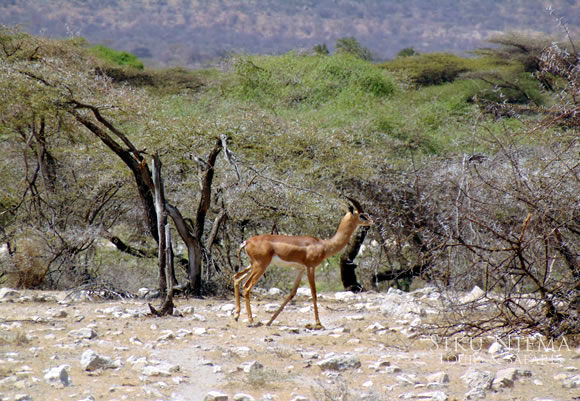 Gerenuk - Samburu National Reserve, Kenya